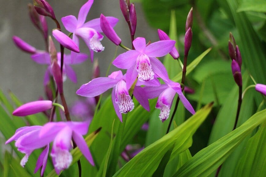紫色の花を咲かせている、シラン