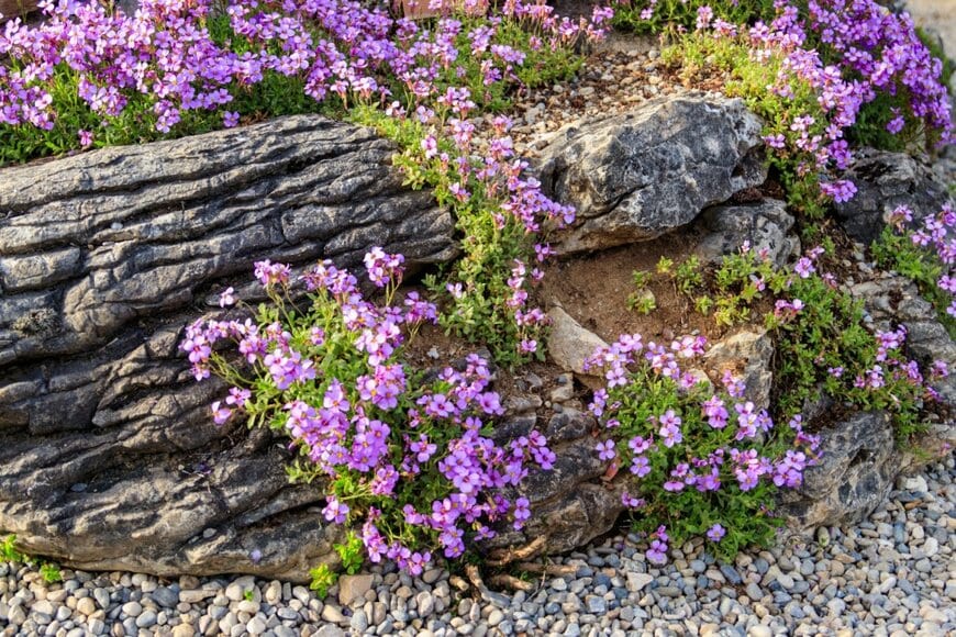 岩の隙間を這うように咲いている、オーブリエタの花