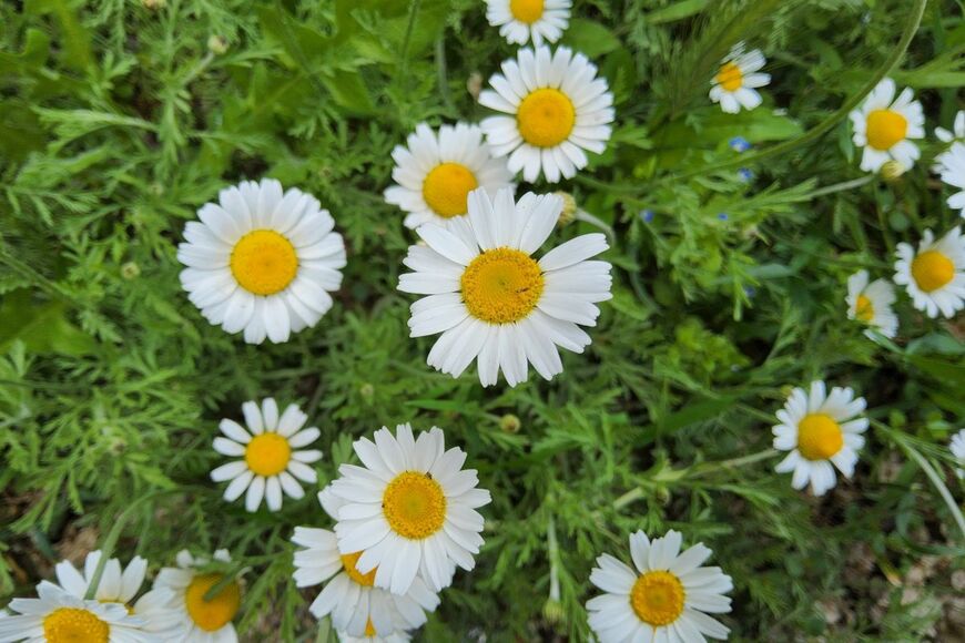 花びらが白、中央が黄色の花を咲かせている、ローマンカモミール
