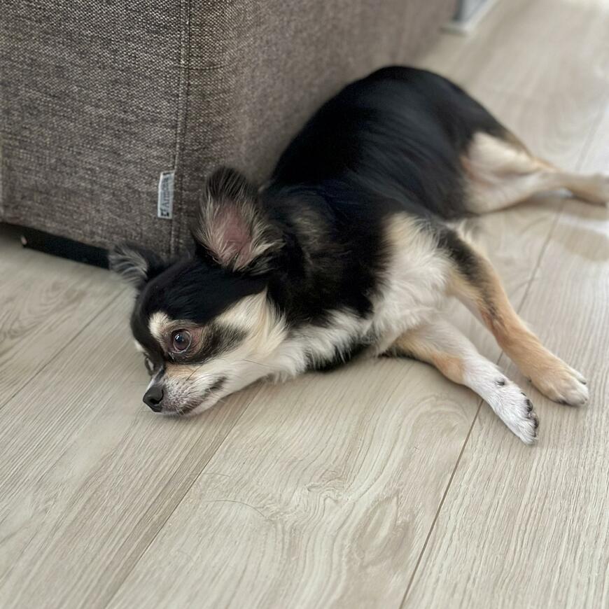 病気が疑われた犬