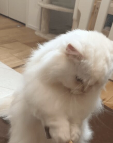 ブラッシング嫌いな猫