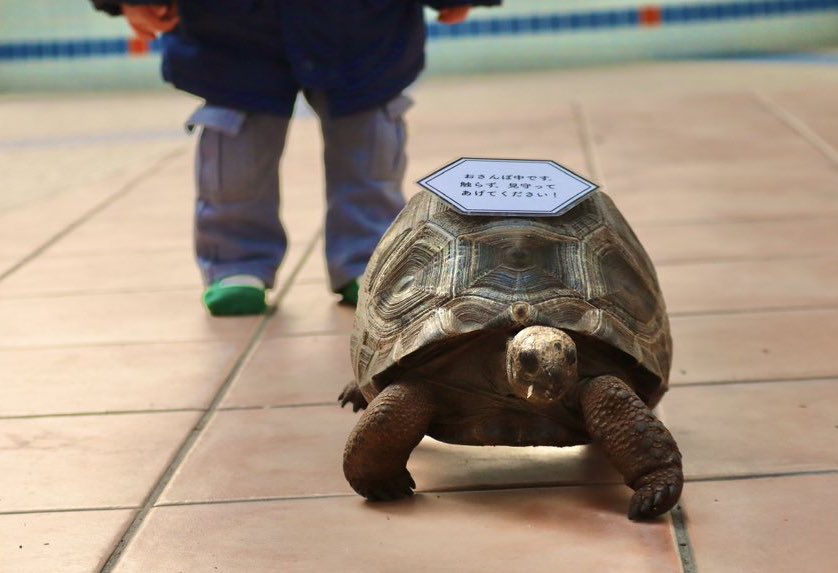 散歩中のゾウガメ