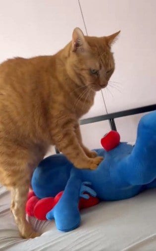 猫ちゃんがミャクミャクをマッサージ