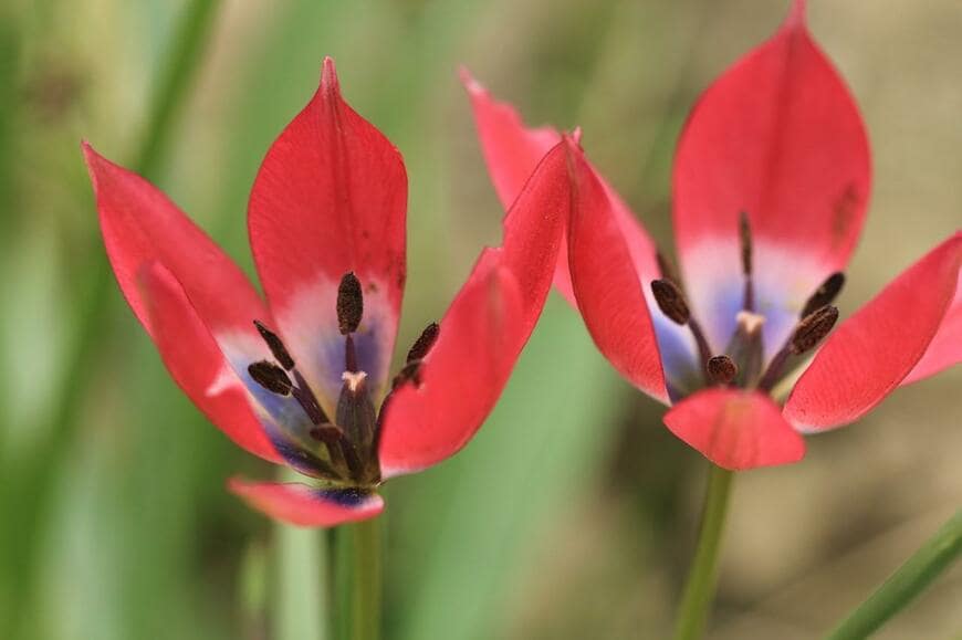 とがった赤い花びらの原種系チューリップ。花の中央は青色