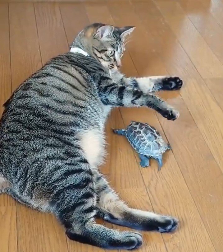 猫とカメ
