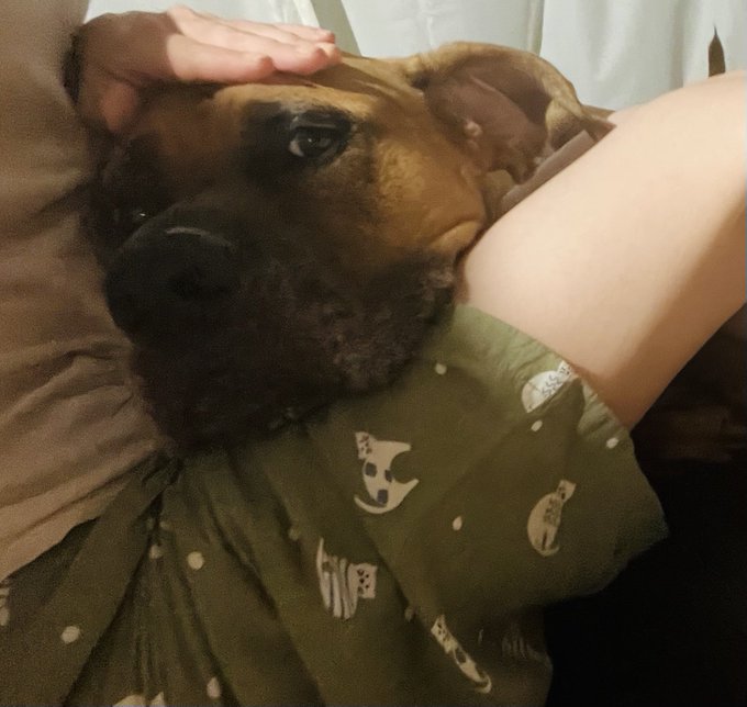 甘えん坊の土佐犬