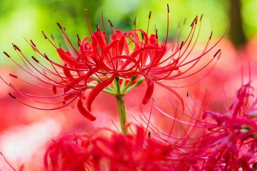 赤い花を咲かせている、リコリス