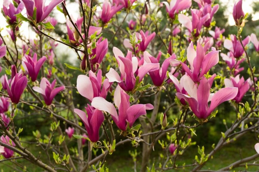 花びらの外側は紫、内側は白色の花が満開のモクレン