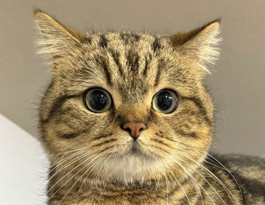 まんまるおめめの猫