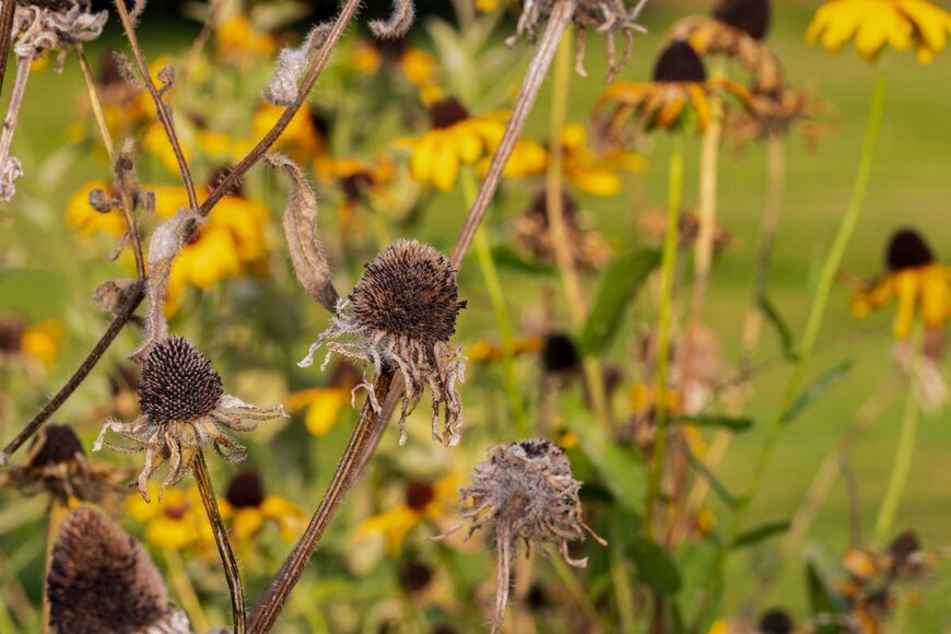 宿根草が枯れている。
