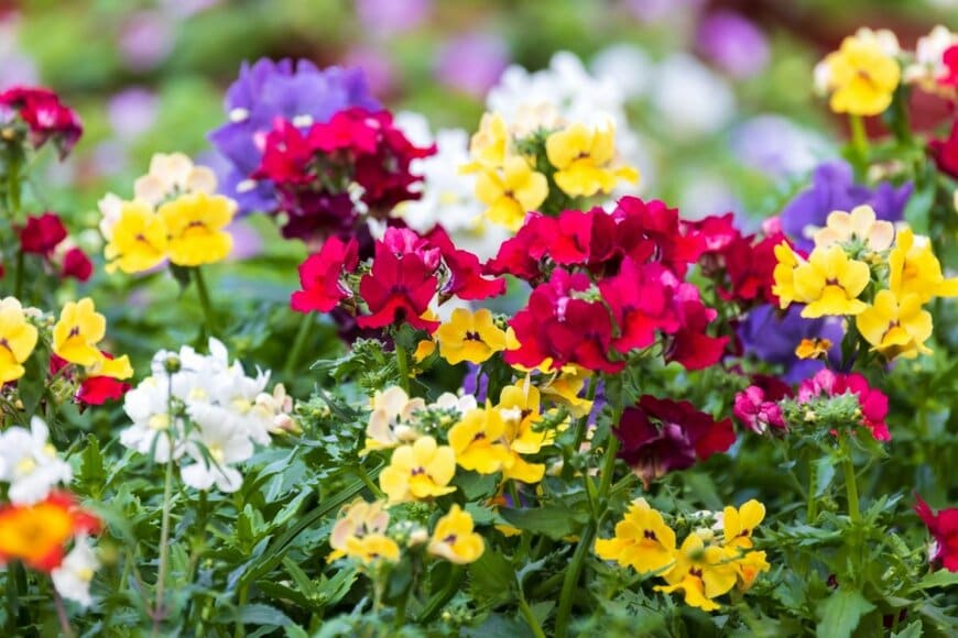 赤、黄色、白、紫など、色とりどりの花を咲かせている、ネメシア