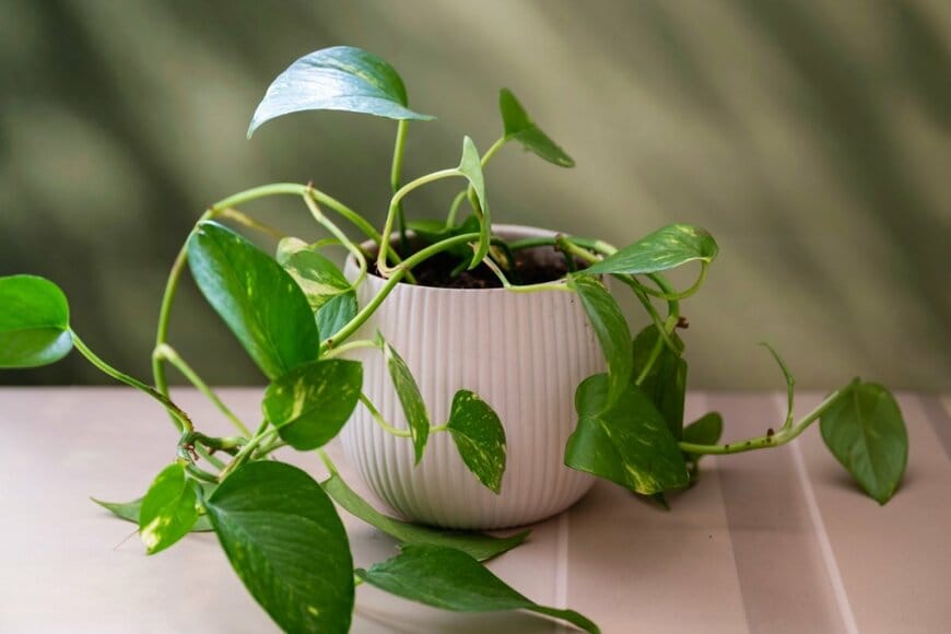 緑の葉にクリーム色の斑が入った、ポトス