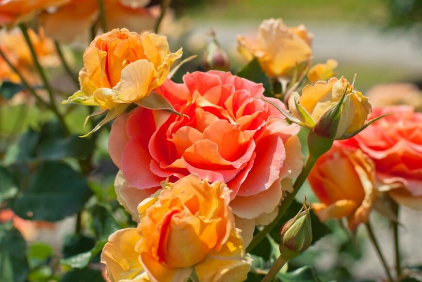 オレンジ色のブラスバンドの花