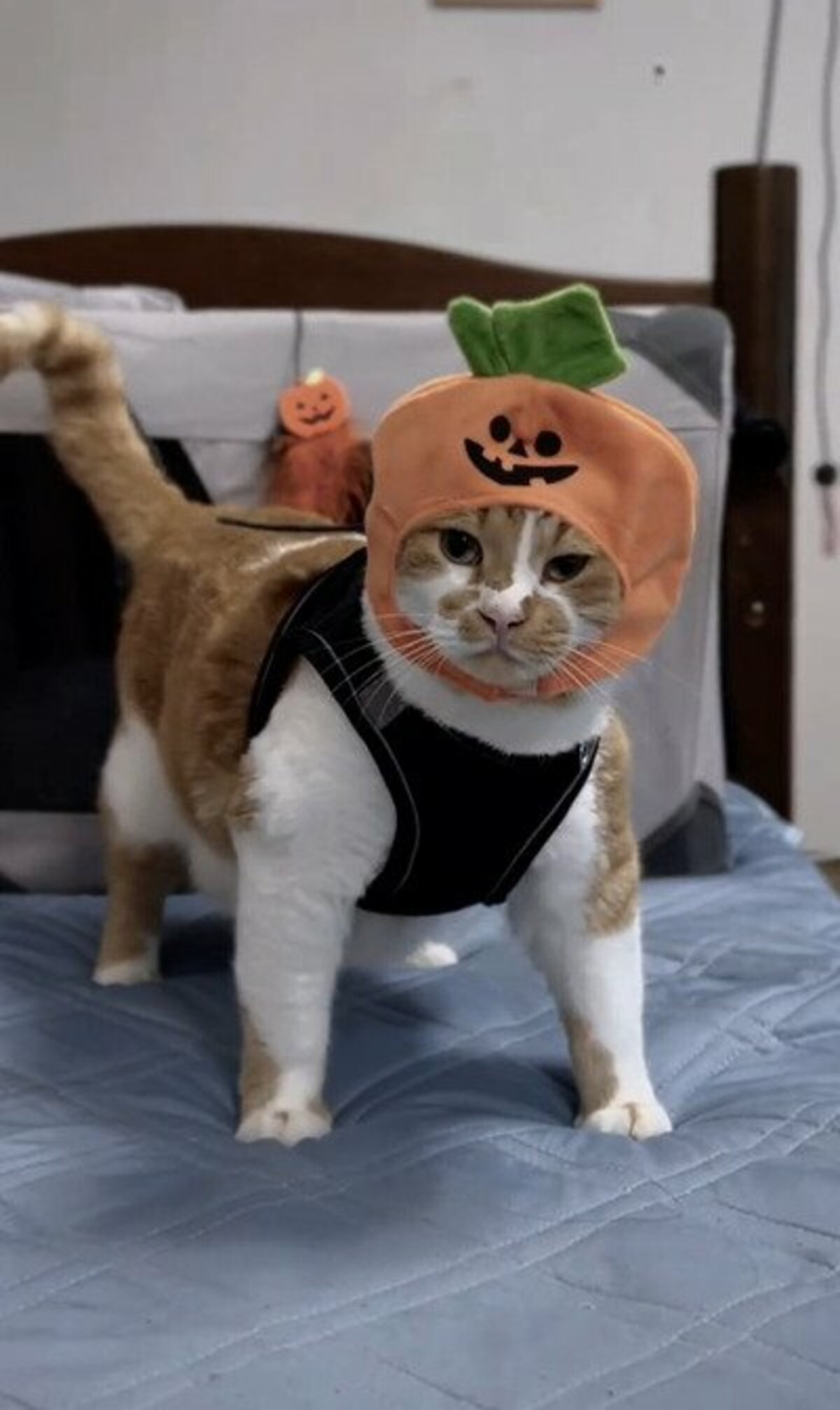 200cm ハロウィン　猫ちゃん　猫　キャット　かぼちゃ　USAコットン ハロウィン かぼちゃ コスプレ 2点セット ペット用 ペット服 コスプレ かぼちゃ カボチャ 可愛い 仮装 猫 犬 コスプレ 猫服 コスチューム  コスプレ衣装 ペット服 犬服 猫服 おもしろい 小型犬 超小型犬 ワンちゃん cosplay服 ハロウィーン クリスマス ペットウェア |