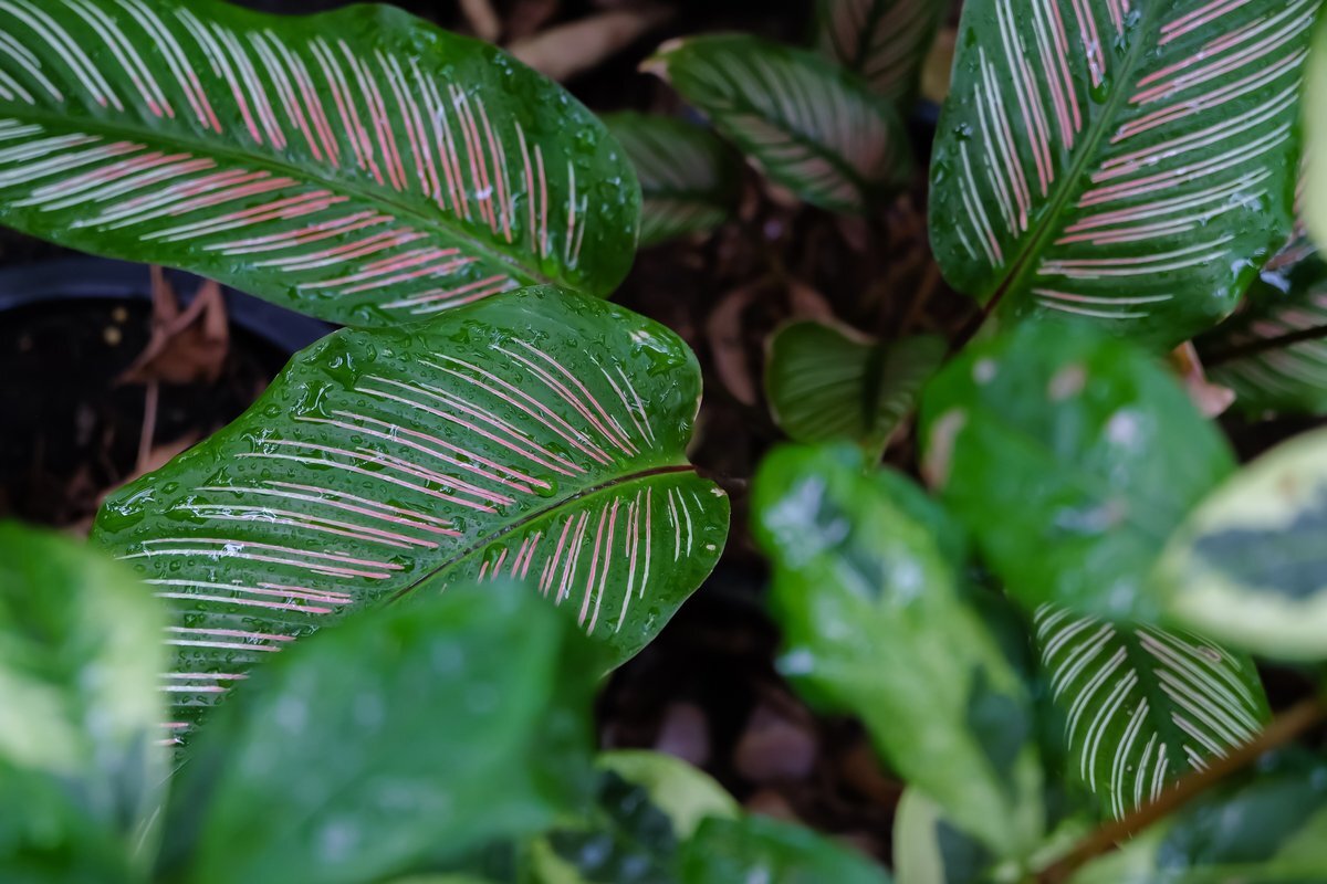初夏にぴったり！育てやすい観葉植物3選