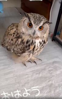 【ツンデレなフクロウ】飼い主さんに手を差し伸べられると素直になっちゃう！上目遣いで見つめる瞳にウットリする人が続出