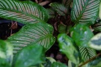 【初夏に迎えたい】育てやすい観葉植物3選｜爽やかな空間を演出するインテリアグリーン