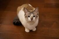 困り顔の猫ちゃんが「お誘い」　かわいい要望にホッコリ