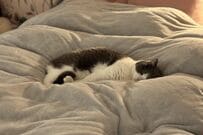 「爆睡しててかわいい」猫をよく見ると…　予想外の光景に「顔見て爆笑しました」