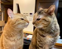 【キスの日の猫ちゃんたち】2匹の仲良しな行動にいいねが続々『この後2匹は…』