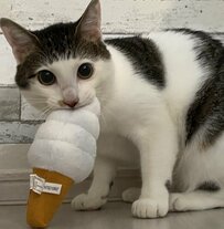 パッツン前髪の猫が「イカ耳」になると…「まさかの髪型」に変化した姿が話題