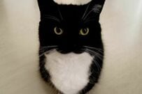 「自分を最強」だと思っている猫　同居猫との一幕に「強すぎる…」