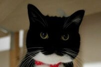 【同じ猫さんですか…】思わず二度見？　完全に違う生物になった猫に笑ってしまう