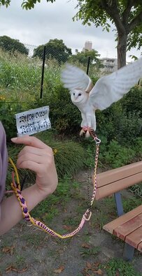 【肩に乗るフクロウ】トントンしたところにすぐさまビュン！飼い主さんとのイチャイチャに思わずニッコリ