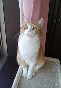 にこにこニャルソックする元保護猫さん　鳥を捕まえたい？直後のポージングにほっこり