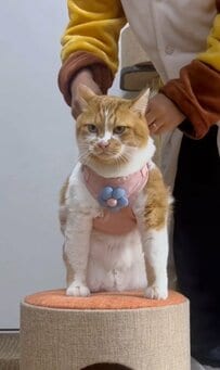 【プリティーに変身】お散歩大好き元保護猫ちゃん　ピンクのお散歩スタイルが可愛い！と話題