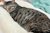 「まぶしかったかなー」ぐっすり眠っている猫さん…不意に見せた表情に「愛おしさ爆上がり」の声
