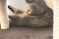 『座る猫さん』の写真に反響「今までの中で1番凄いと思う笑」