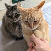 【1万7000いいね】握手会を面倒くさがる猫ちゃんが話題！渋々顔がたまらなく可愛い