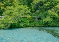 鹿児島県の青く透き通った湧き水の池に目を疑う　「こんな魚影あるの？」「AI生成かと思った」と話題