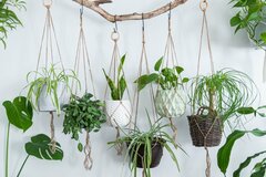 【観葉植物】ハンギングでオシャレに楽しむ《爽やか系観葉植物6選》揺れて、しだれて美しい