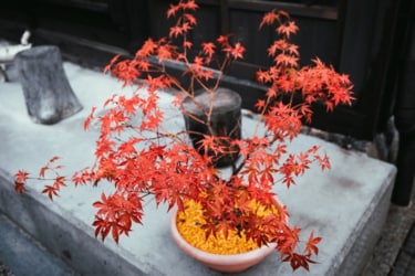 盆栽 『マメナシ』 インテリア 花 梨 実 ガーデニング 観葉植物 b211 小品盆栽：豆梨(まめなし) 現品*マメナシ mamenashi | すべての商品