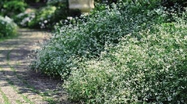 こぼれるように咲くたくさんの「白い小花」！おしゃれな〈ホワイト