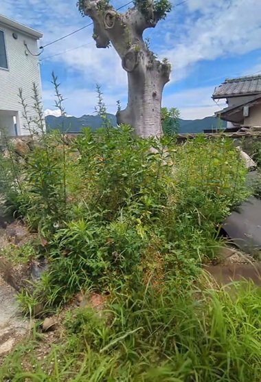 変身前の雑草が生い茂った空間