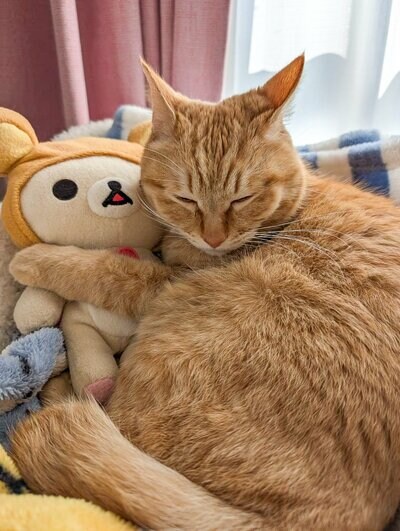 リラックマを抱いて眠る猫ちゃん
