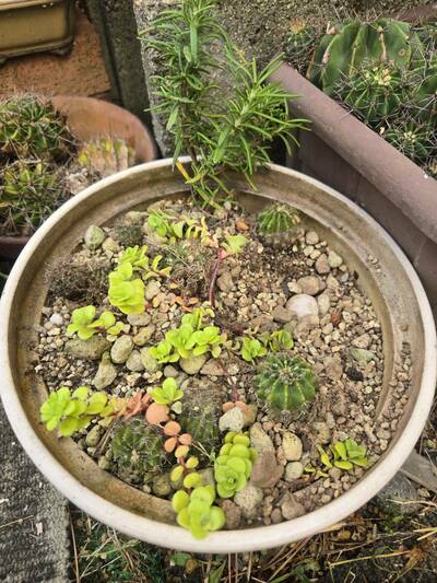 サボテンや多肉植物の植木鉢