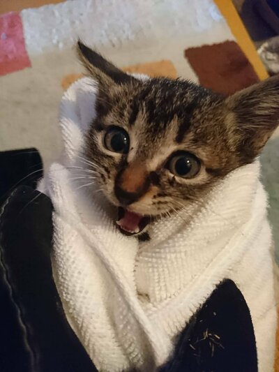 子猫時代