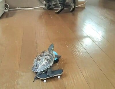 ベルに乗り上げる軍曹くん