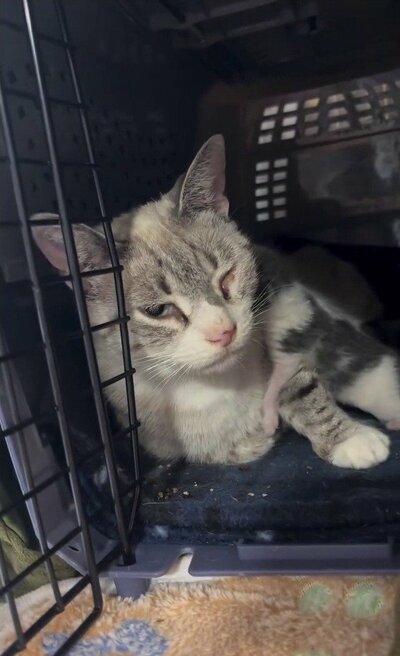 新生子猫に寄り添って休む母猫