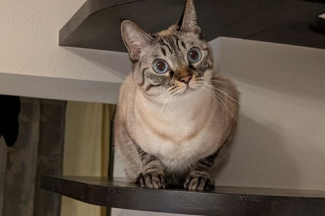 猫が飛び降りる「かっこいい瞬間」を撮影　「鈍臭い光景」がかわいくて笑ってしまう