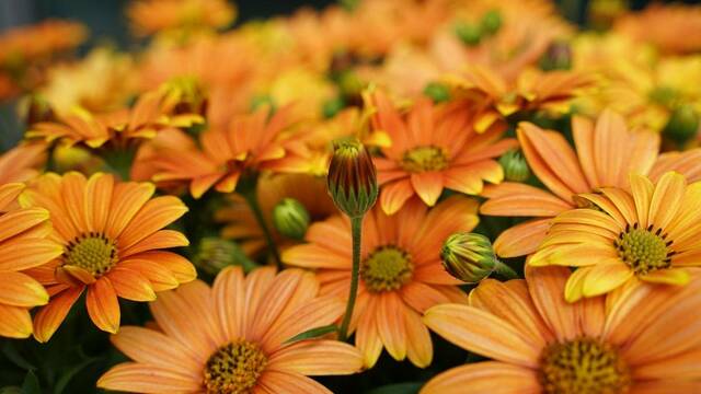 「長く咲き続ける花を植えたい」ならコレ！「長く咲くカラフルな花」3つで春花壇を花でいっぱいに。育てやすさも魅力です！