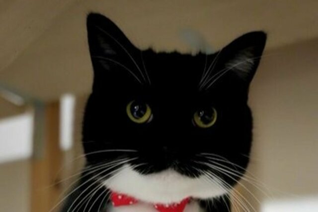 【同じ猫さんですか…】思わず二度見？　完全に違う生物になった猫に笑ってしまう