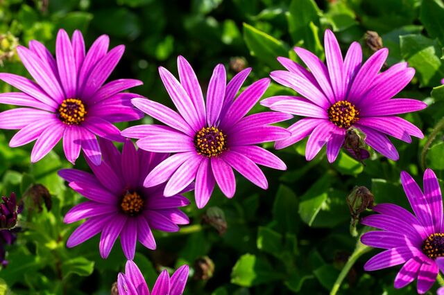 【節約ガーデニング】植えっぱなしで毎年春と秋に花咲く「春植え多年草」6選＆長く咲く育て方