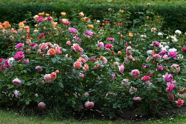 【春のガーデニング】バラと組み合わせたい多年草＆一年草7選！美しさを引き立てるオススメの花々