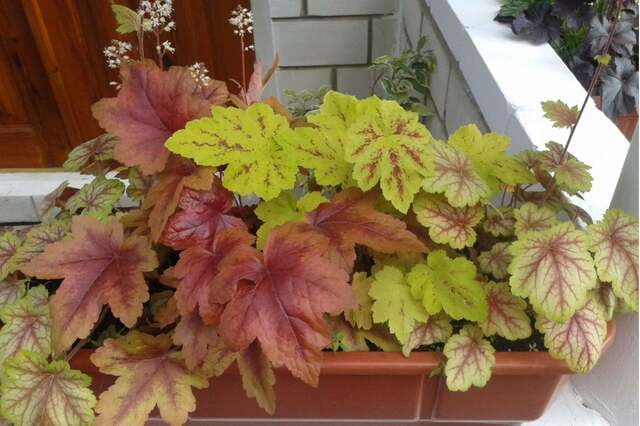 日陰の玄関に「植えっぱなし」で一年中オシャレ！花も葉も楽しめて育てやすい《常緑多年草》3選