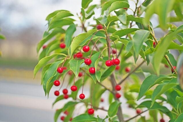 【日陰に植える目隠し常緑樹】おしゃれで「ほぼ手入れいらず」な庭木3選！狭い庭OKでローメンテ